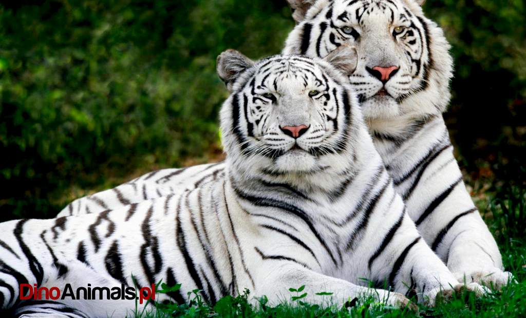 Białe tygrysy / white tigers